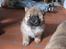 Chow chow Bidachows Kappa - Kappa i spring