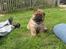 Chow chow Bidachows Kappa - Sød ser man da ud !! 