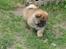 Chow chow Bidachows Kappa - Kappe igen - 6 uger 
