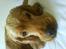 Cocker spaniel *William* Er aflivet !:(