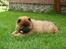Chow chow tajo R.I.P