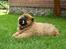 Chow chow tajo R.I.P