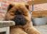 Chow chow tajo R.I.P