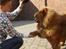 Chow chow tajo R.I.P