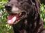 Labrador retriever Lego