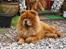Chow chow tajo R.I.P - dette er min far basil
