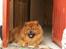 Chow chow tajo R.I.P - dette er min mor Simba