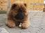 Chow chow tajo R.I.P