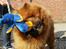 Chow chow tajo R.I.P