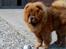 Chow chow tajo R.I.P - her er et lille billed af mig og tajo