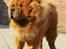 Chow chow tajo R.I.P