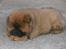 Chow chow tajo R.I.P