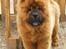 Chow chow tajo R.I.P
