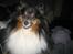 Shetland sheepdog Frida *død*