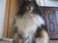 Shetland sheepdog Frida *død*
