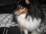 Shetland sheepdog Frida *død*