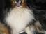 Shetland sheepdog Frida *død*