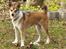 Norsk lundehund Løvheims Forseti / Fossi 4.3.05 - 13.1.14 - unghund