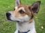 Norsk lundehund Løvheims Forseti / Fossi 4.3.05 - 13.1.14 - aug 05 - hvalp