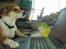 Norsk lundehund Løvheims Forseti / Fossi 4.3.05 - 13.1.14 - Lige ankommet til DK - skriver hjem til Norge