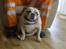 Engelsk bulldog Rynke