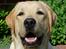 Labrador retriever Posters Sparkling Ozzy - Ozzy er lige så fræk, som han ser ud til :-)