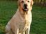 Labrador retriever Posters Sparkling Ozzy - smukke Ozzy !
