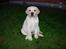 Labrador retriever Posters Sparkling Ozzy - Ozzy ca. 8 uger