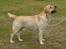 Labrador retriever Posters Sparkling Ozzy - Ozzy på udstilling i Tyskland
