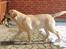 Labrador retriever Posters Sparkling Ozzy - Ozzy apporterer sin første and.