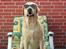 Labrador retriever Pepsi - Pepsi nyder sommeren