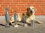 Labrador retriever Pepsi - Pralebillede - pepsi med alle hans pokaler