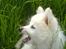 Japansk spids Grazy Daisy - R.I.P. :'( <3 - Det græs er altså i vejen!