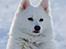 Japansk spids Grazy Daisy - R.I.P. :'( <3