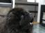 Chow chow Balder/ Incipit Que Feliz