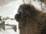Chow chow Balder/ Incipit Que Feliz