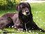 Labrador retriever Lego