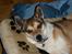 Norsk lundehund Løvheims Forseti / Fossi 4.3.05 - 13.1.14 - Prinsen på ærten - nyder livet