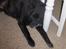 Sort spids Blackie (død) :'(