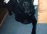 Sort spids Blackie (død) :'(