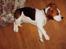 Beagle salus plet - træt lille hvalp