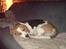Beagle salus plet - trætte hund d;