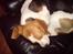 Beagle salus plet - han yndlings ting d; nemlig og sove (;