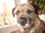 Border terrier Lutra's Dream Skipper - Skipper der ligger foran døren