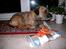 Border terrier Lutra's Dream Skipper - Jaa fået en julegave.