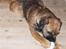 Border terrier Lutra's Dream Skipper - Hans ynglings bold.