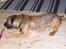 Border terrier Lutra's Dream Skipper - Nam Nam den smager godt !"