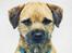 Border terrier Lutra's Dream Skipper - Skipper.