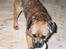 Border terrier Lutra's Dream Skipper - Min blod