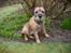 Border terrier Lutra's Dream Skipper - Hund i haven